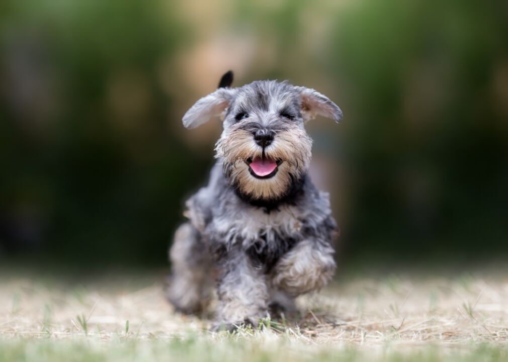 Most popular dog breeds that don't shed